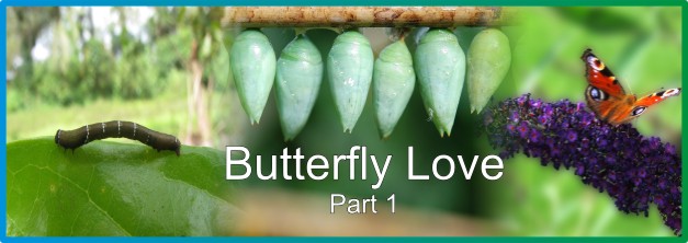 Butterfly Love – part 1