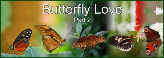 Butterfly Love – Part 2