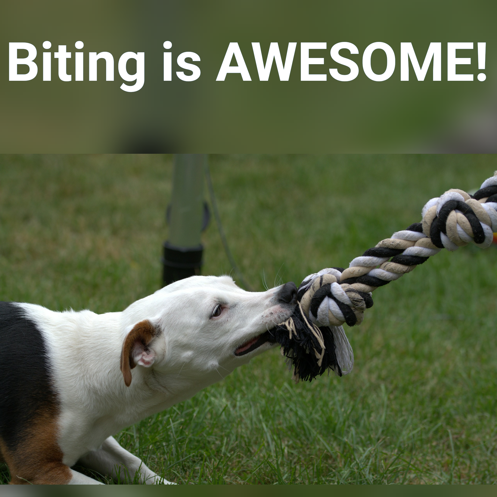 Biting Is Awesome